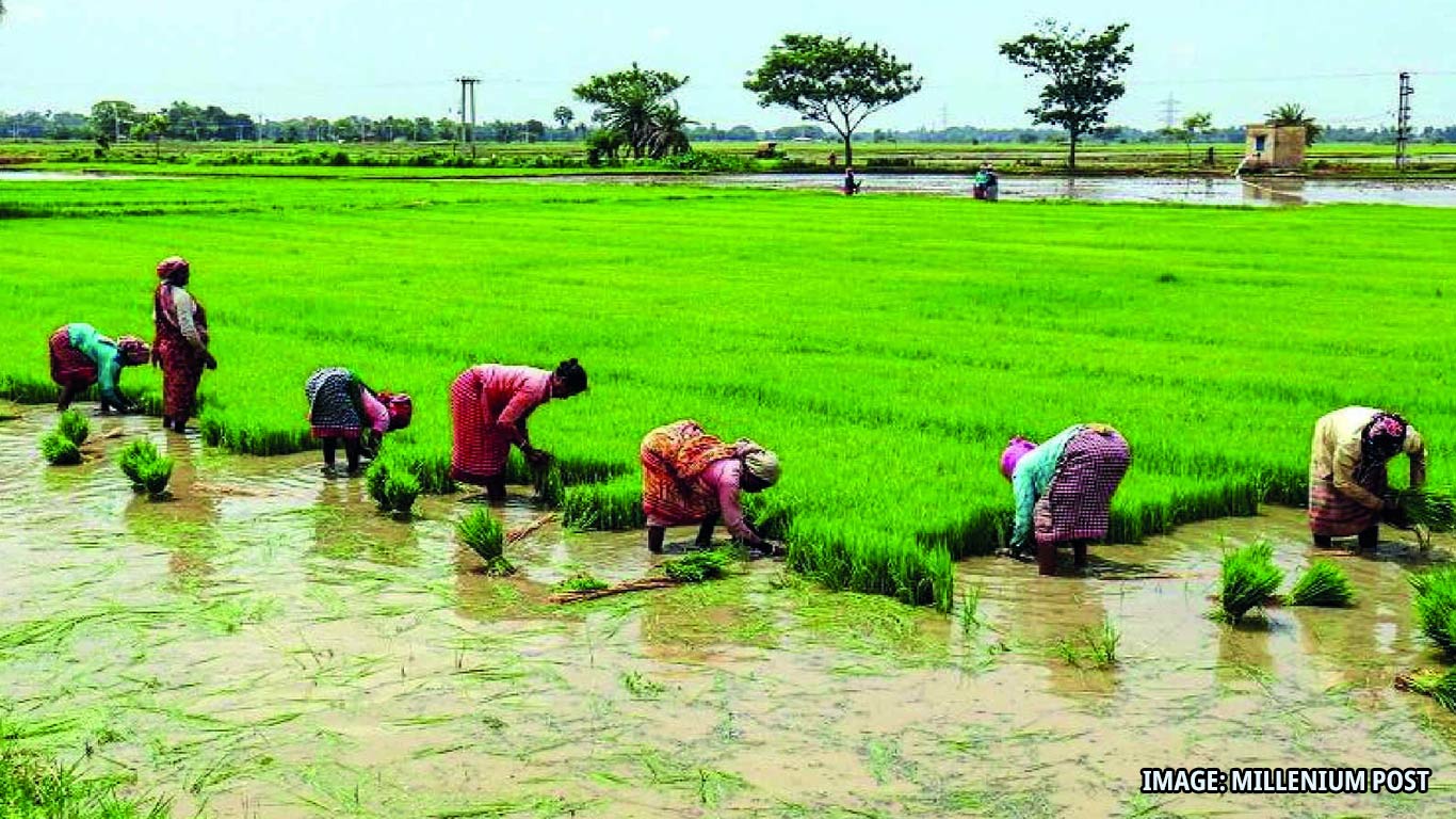 Chhattisgarh Government To Transfer Rs 13,000 Crore To Farmers' Accounts As Paddy Payment