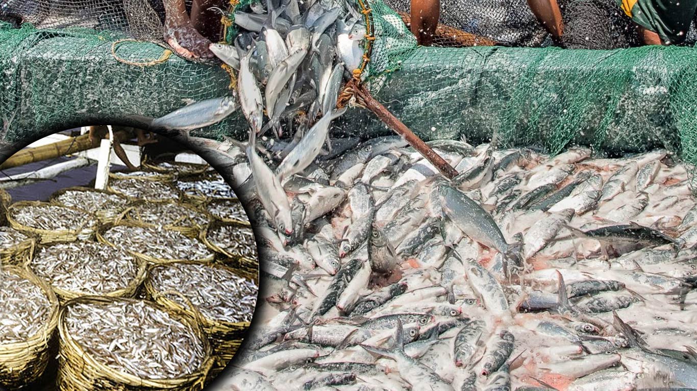 Efforts Underway To Resolve India-Sri Lanka Fisheries Disputes