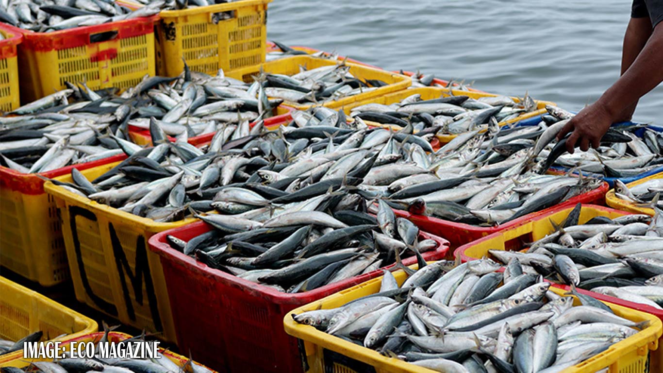 Union Cabinet Unveils Rs 6,000 Crore Boost For Fisheries Industry