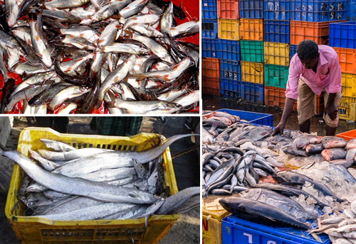 K’taka CM requests Goa’s CM to withdraw blanket ban on fish imports
