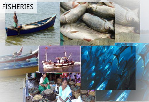 India & Bangladesh to continue cooperation in the field of fisheries