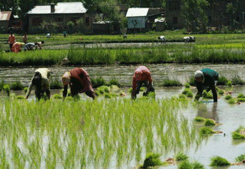 Cabinet approves Interest waiver for Nov-Dec for farmers accessing short term crop loans from Cooperative Banks