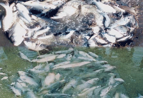 Bengal Fisheries Dept set to open ‘All Fish’ outlets to attract tourists