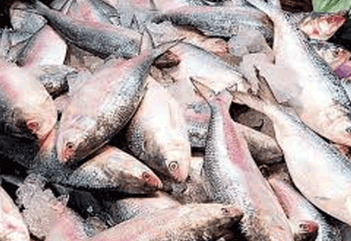 Fish processing unit and cold storage to be set up in West Bengal’s Digha to boost exports