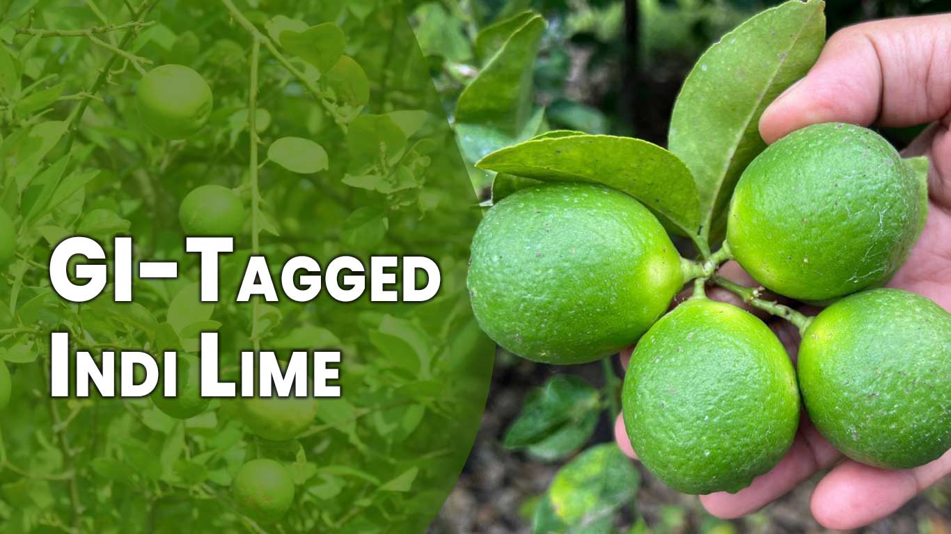 Karnataka’s GI-Tagged Indi Lime Enters Oman Following Strong UAE Demand