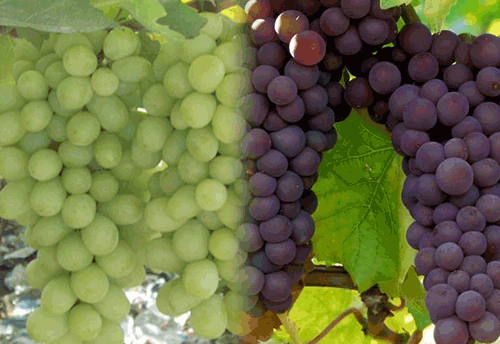 Grape exporters entitled for VKGUY benefits on free-on-board value