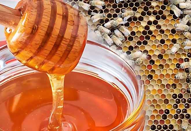 GI tagging mooted to stop adulteration of Honey