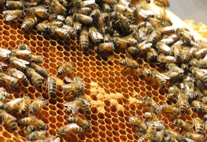 Govt with states & farmers kick-start promotional campaign for honey export
