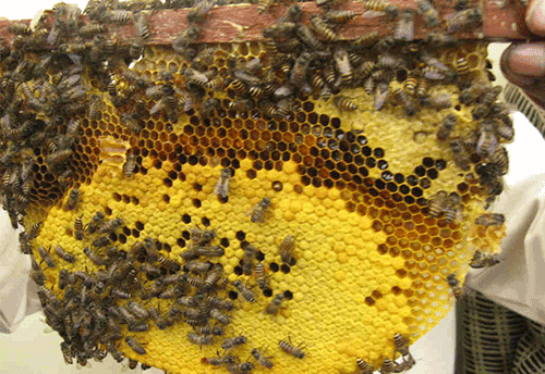 Bengal govt to provide training to farmers in honeybees rearing
