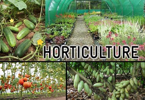 Highest ever horticulture production at 329.86 MT in 2020-21