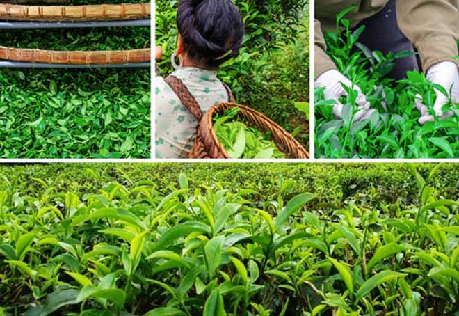 Syria resumes import of Indian tea after hiatus of 50 years