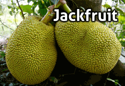 ICAR-CCARI to assist Goa SMEs for Jackfruit Business