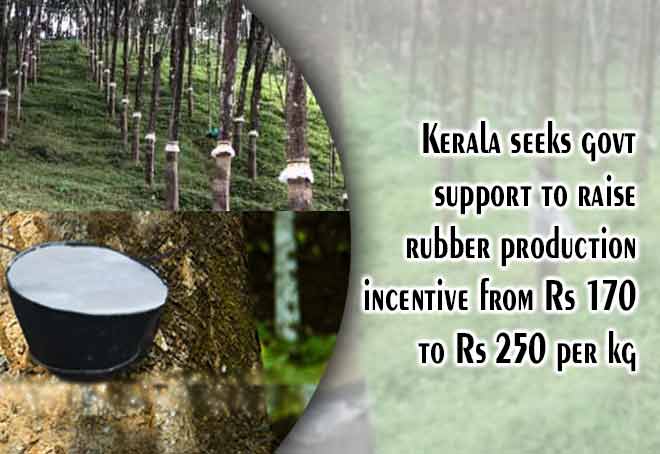 Kerala seeks govt support to raise rubber production incentive from Rs 170 to Rs 250 per kg