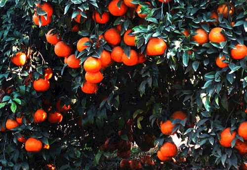 Punjab to export 20,000 MTs of Kinnow; plans to improve cold chain infrastructure