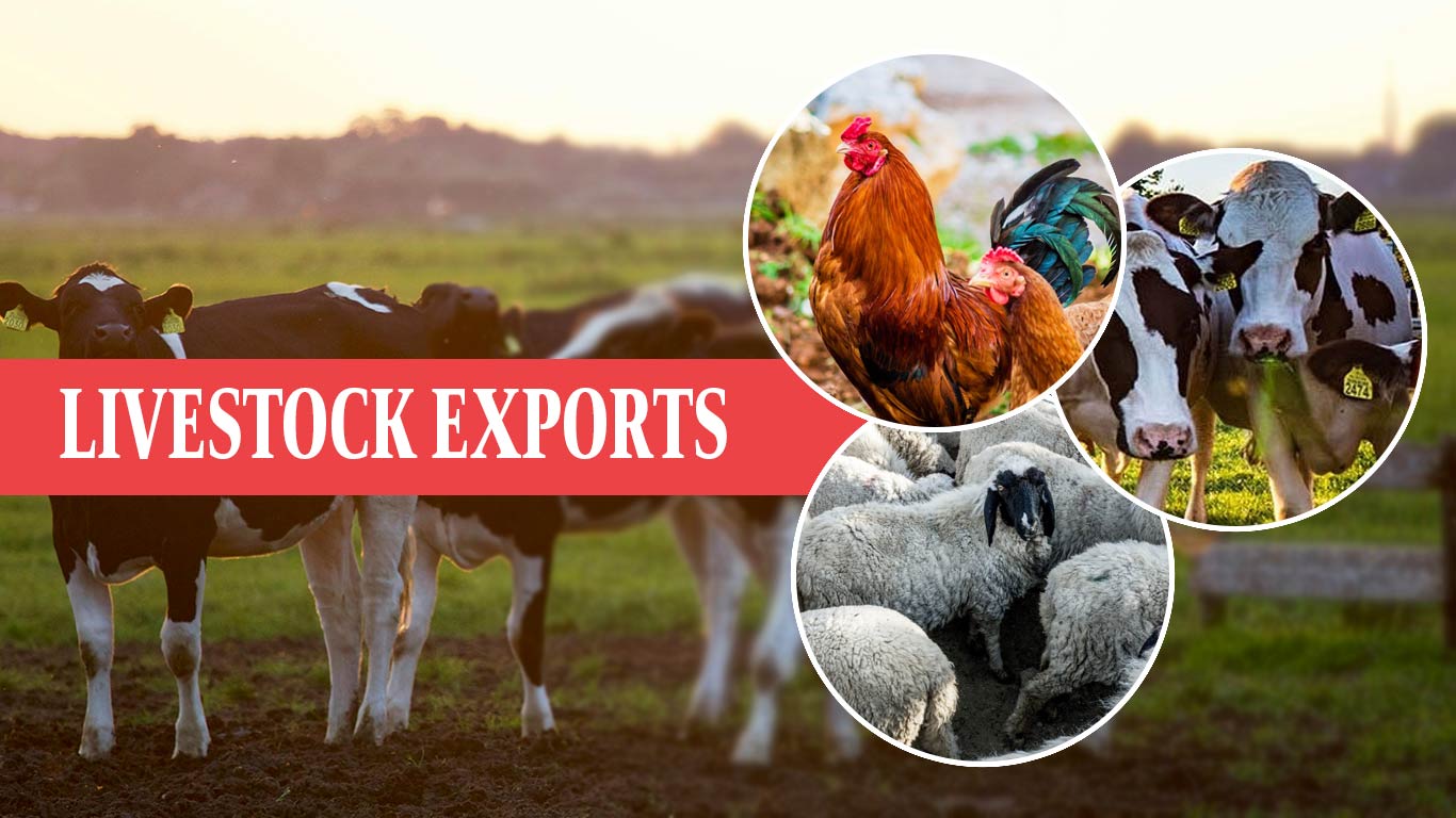 India Aims For Growth In Livestock Exports Through Strategic Initiatives