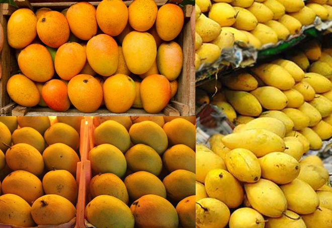 Andhra Pradesh aims to export 4,000 tonnes of mangoes this season