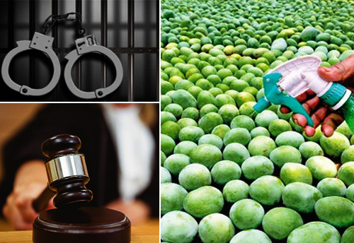 Using chemicals like calcium carbide to ripen mangoes is like poisoning somebody & liable for jail term: Delhi HC