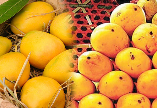 APEDA-PHDCCI to host Reverse Buyers and Sellers Meet to promote mango exports