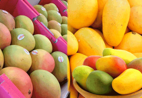 Buyer Seller Meet on Mangoes being held on June 5-6 at Mumbai