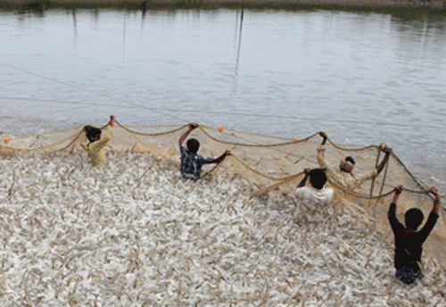 Push for Aquaculture as India targets marine products exports worth $5.6 bn in 2016-17