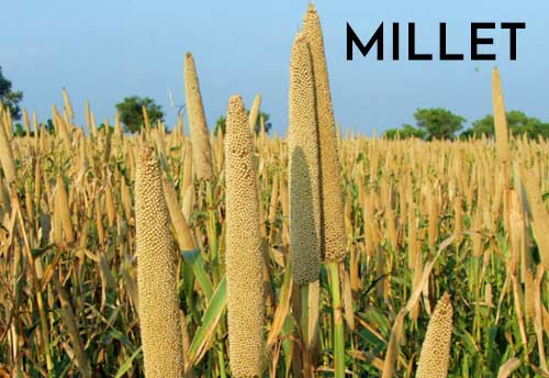 ICAR-IIMR and APEDA to boost exports of quality millets