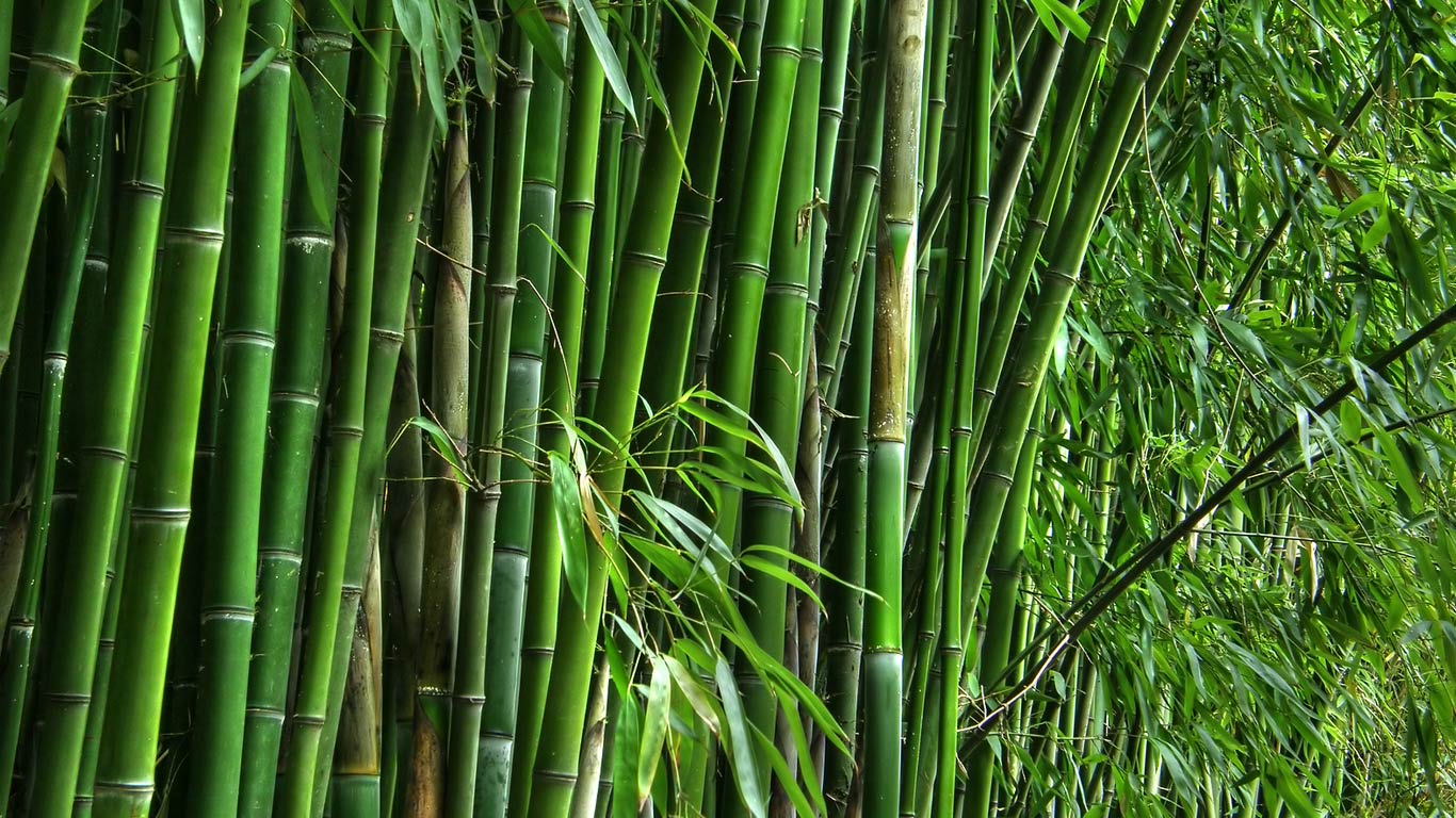 Maharashtra Plans 10,000-Hectare Bamboo Plantation For Carbon Emission Reduction