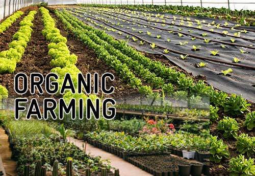 Organic farming rising in Rajasthan: CUTS study