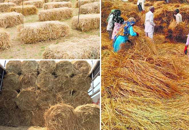 Punjab Govt offers incentives to industry for using paddy straw as fuel