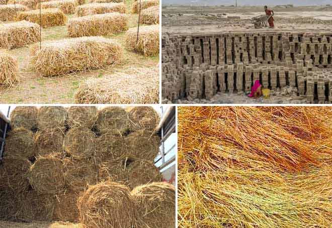 Punjab govt mandates 20% use of paddy straw as fuel in brick kilns