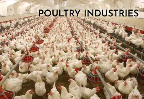 Karnataka Poultry industry hit by feed shortage, urges Govt to import 