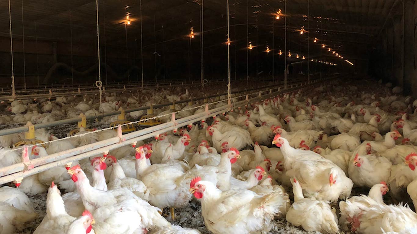 Indian Poultry Exports Soar To Reach New Heights in 2023-24