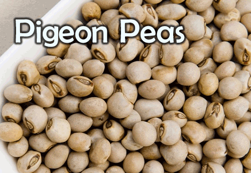 India puts a cap of 2 lk tonnes on import of Pigeon Peas
