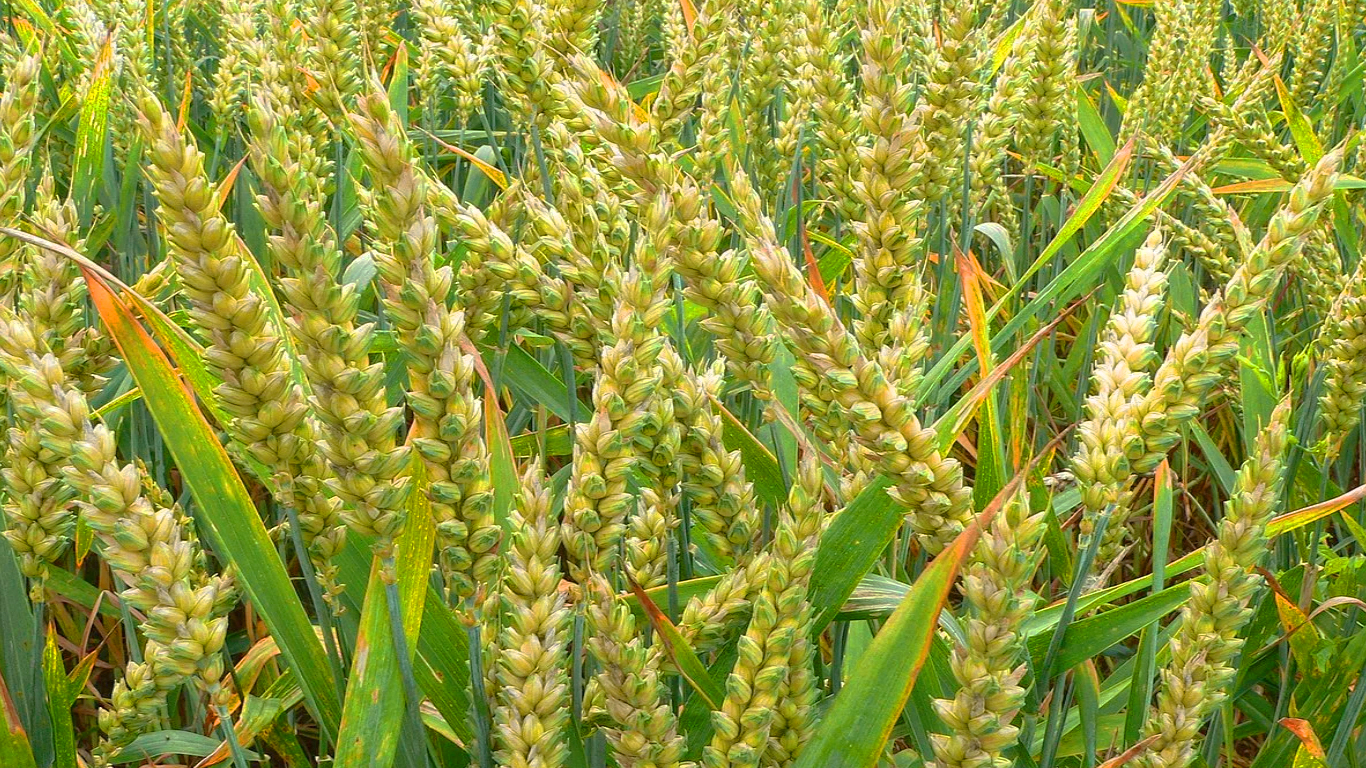 India’s Rabi Crop Cultivation Expands To 614.94 Lakh Hectares, Surpasses Last Year