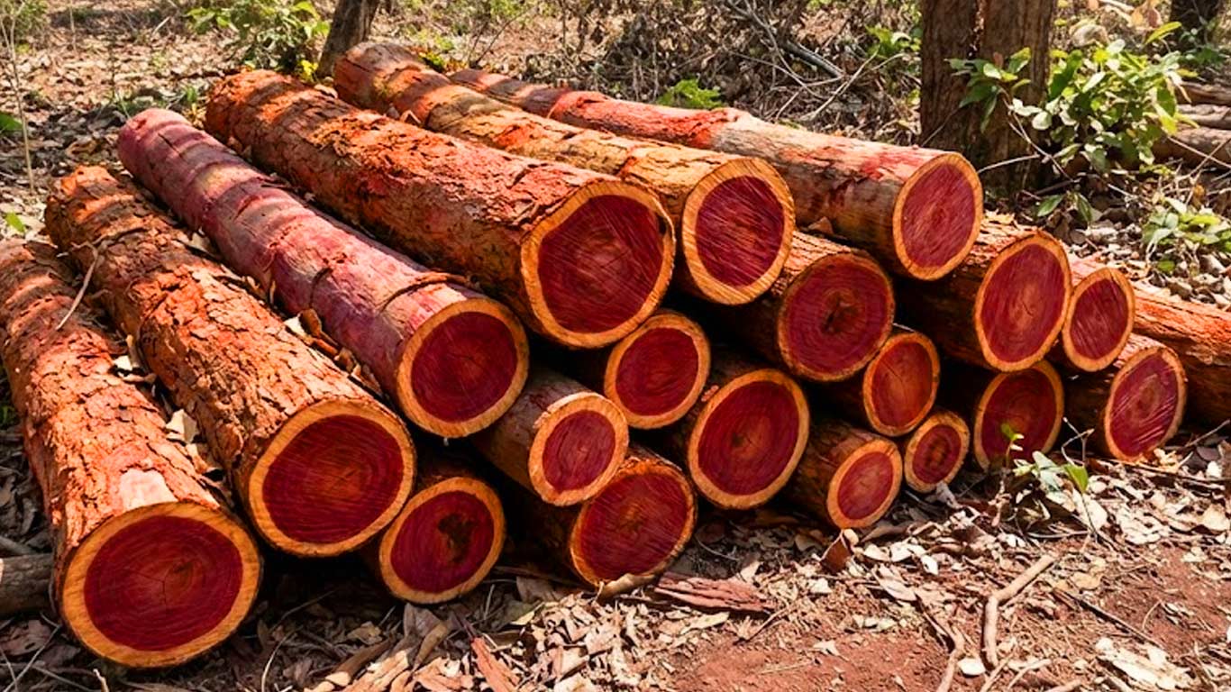 NBA Releases Rs 6.2 Cr For Red Sanders Conservation & Farmer Livelihoods