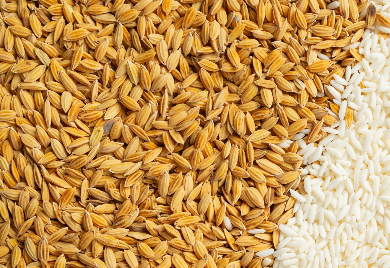 Punjab Industry Urges Govt To Consider Failed Fortified Rice Kernels As CMR