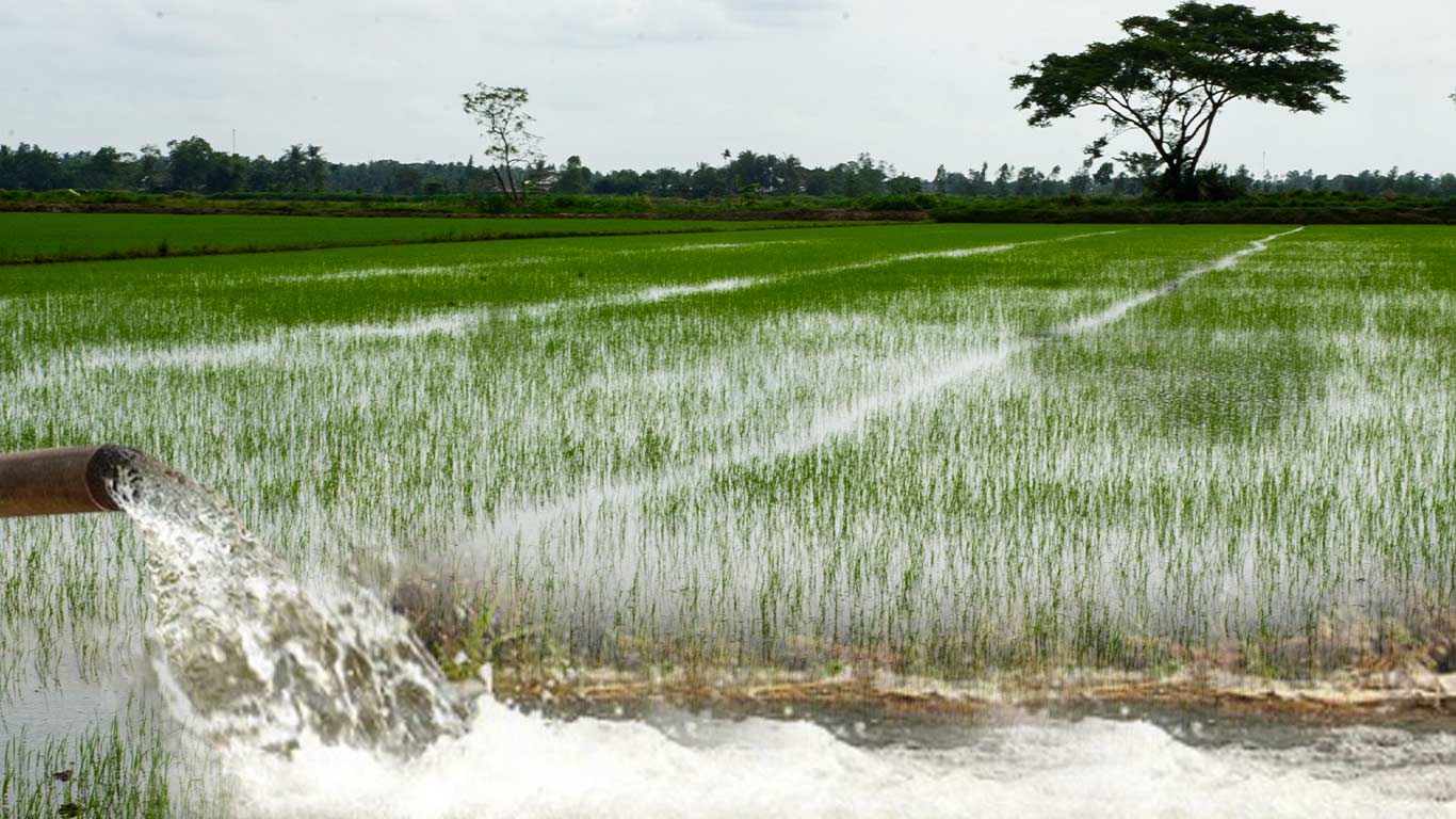 Wheat and Rice Farm Subsidies Leading To Depletion Of Groundwater Reserves In India