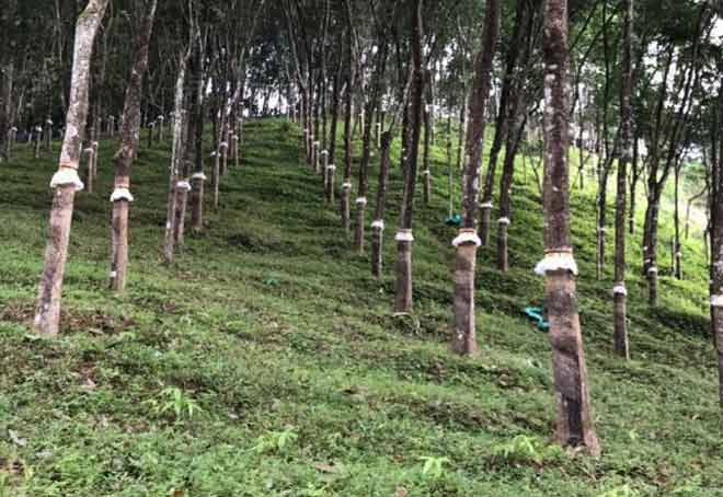 Land allotment picks up at Rubber Park in Piravanthur, Kerala
