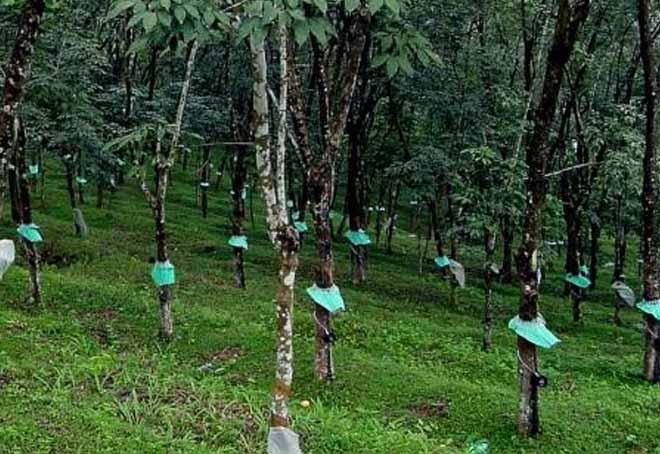 Kerala rubber farmers hit hard due to falling prices of rubber sheets & latex