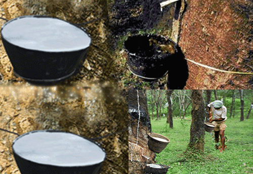 Rubber MSMEs demand for ban on rubber imports