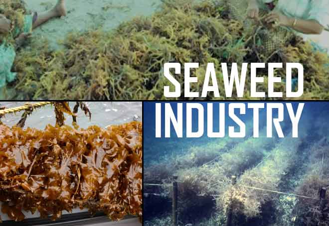 TN poised to become modern hub for seaweed Industry