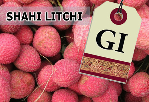 Bihar earns geographical indication tag for its shahi litchi