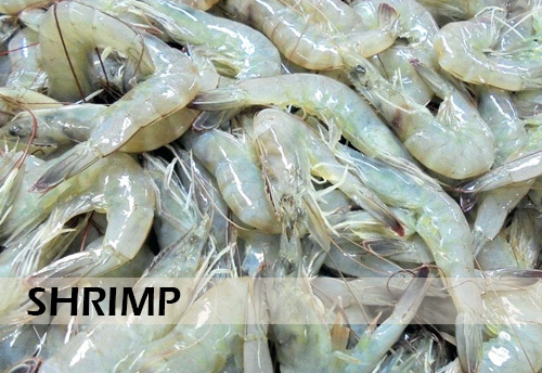 Indian shrimp export volume growth is expected to slow down to 7-10%, after four-year of growth