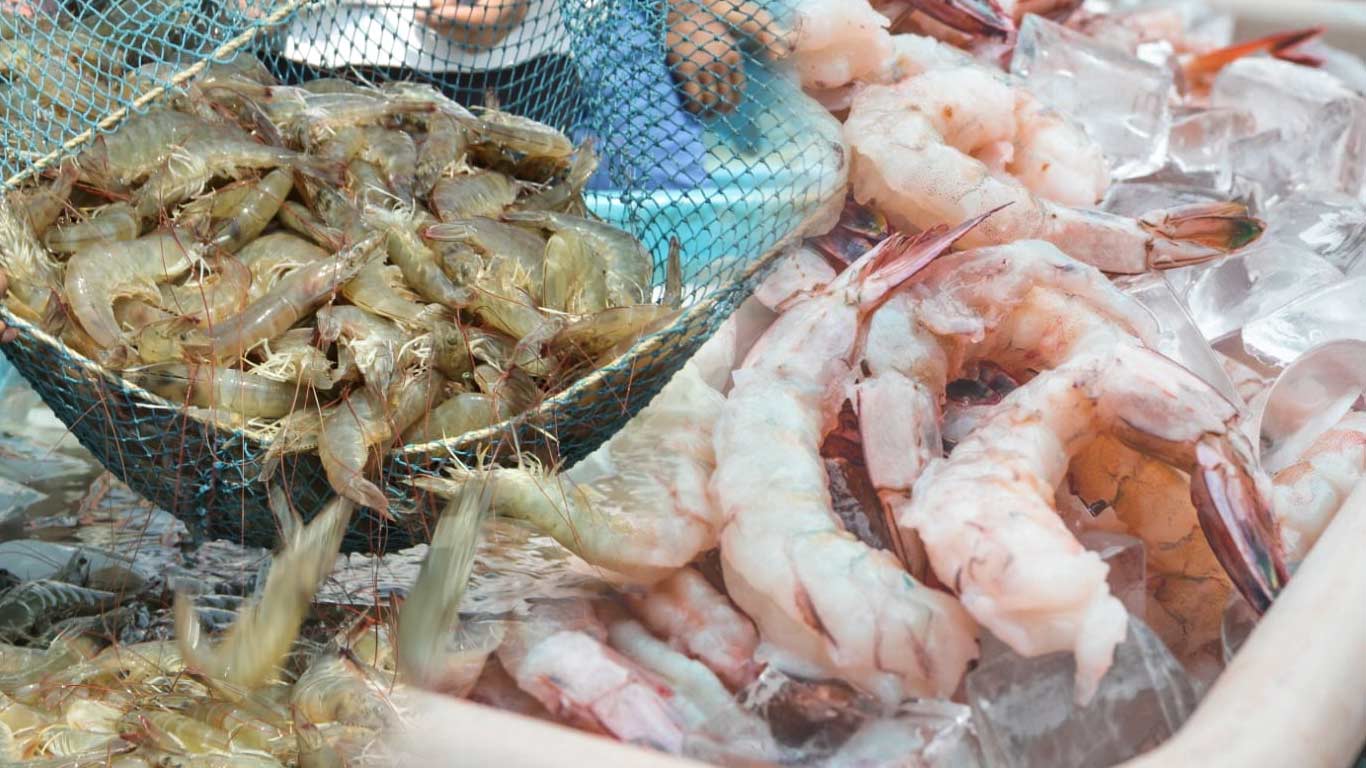 India’s Shrimp Sector Faces Turmoil Amid US Tariff Impact