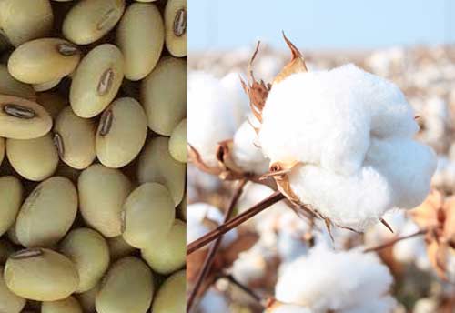 Maharashtra Cabinet approves Rs 1000 cr support for cotton and soyabean production