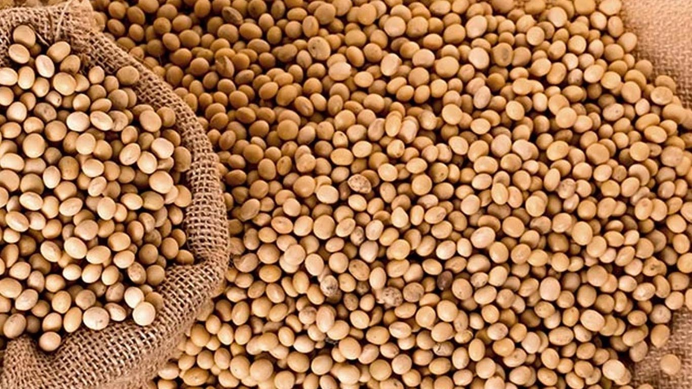 India’s Soyabean Exports Rise Over 13% In November 2023