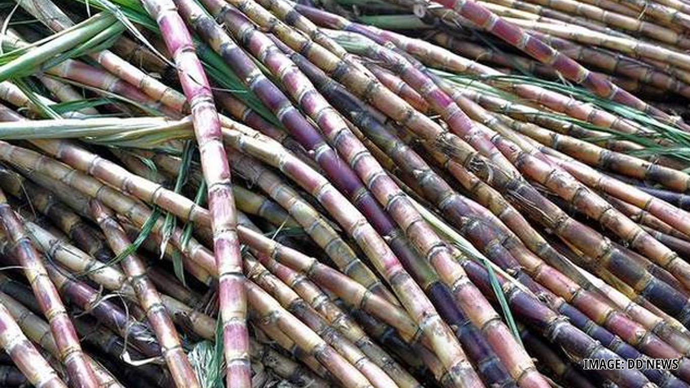Cabinet Enhances Sugarcane Prices By 8% For 2024-25 Season
