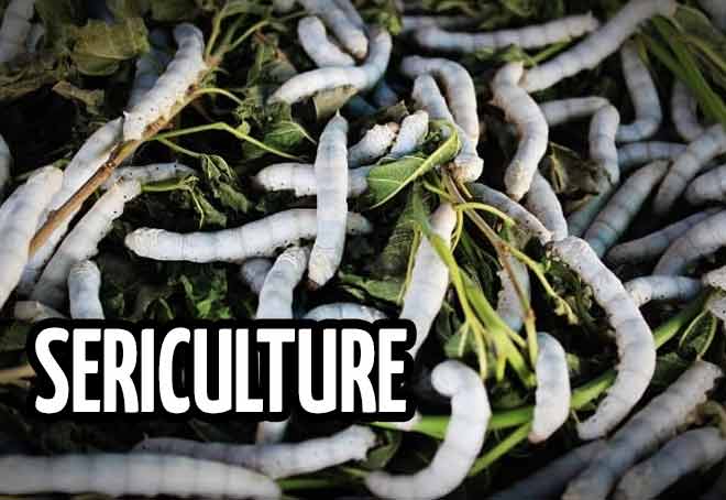 Bihar govt to support sericulture farmers with advanced technology