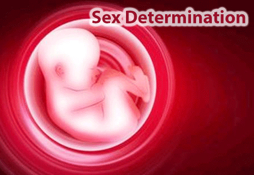 Haryana Govt asks mfgs, traders of medical equipment capable of detecting sex of foetus to get registered
