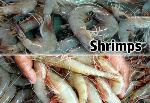 US enhances anti-dumping duty on Indian shrimps by three times to 2.34%