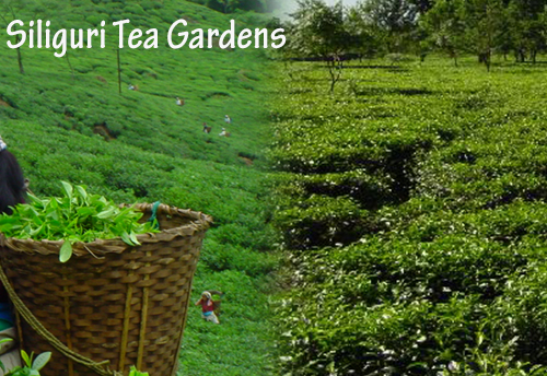 World Tea & Coffee Expo to showcase the best teas from Siliguri and North Bengal